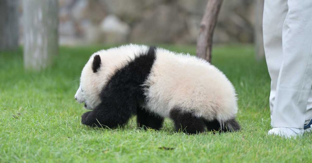 高額買取の対象車種リストの見方